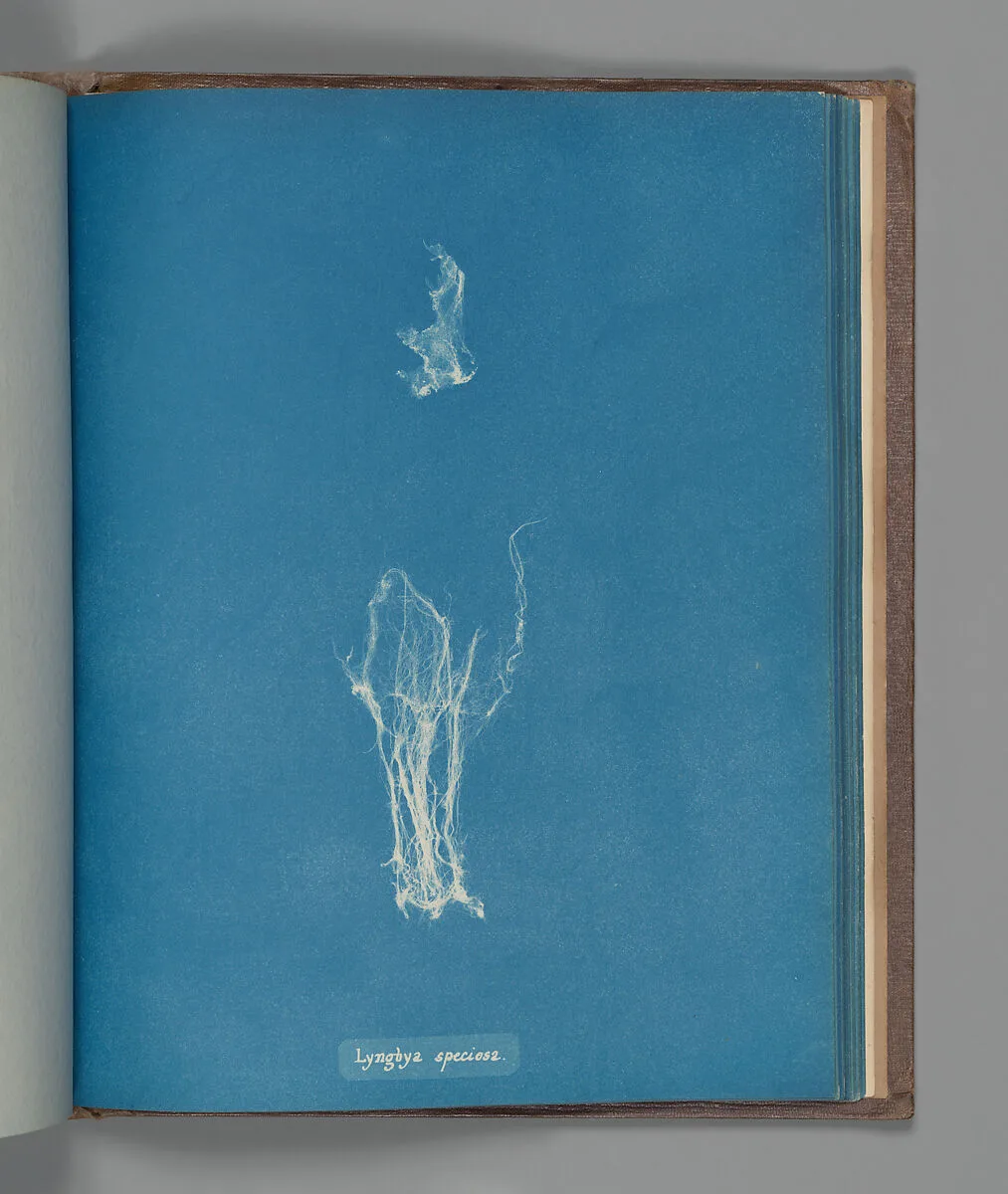 Lyngbya speciosa — Anna Atkins