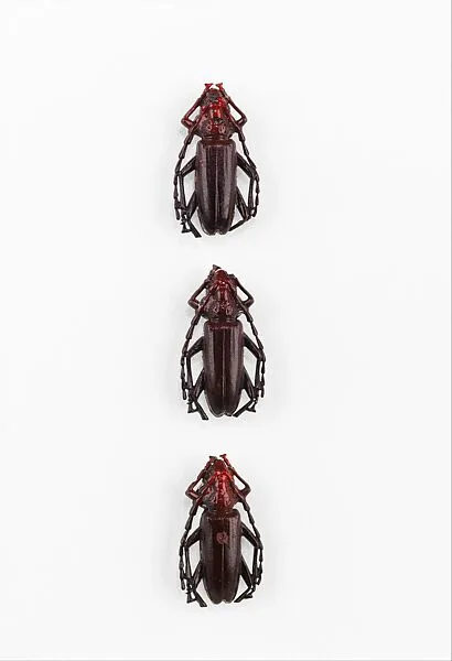 Button — Elsa Schiaparelli|Roger Jean-Pierre|Jean Clemént
