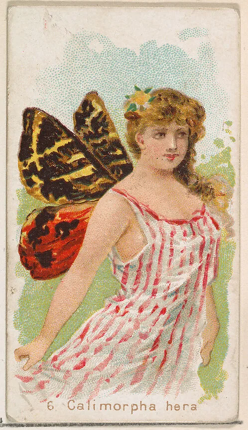 Card 6, Calimorpha Hera, from the Butterflies series (N183) issued by Wm. S. Kimball & Co. — William S. Kimball & Company|Julius Bien