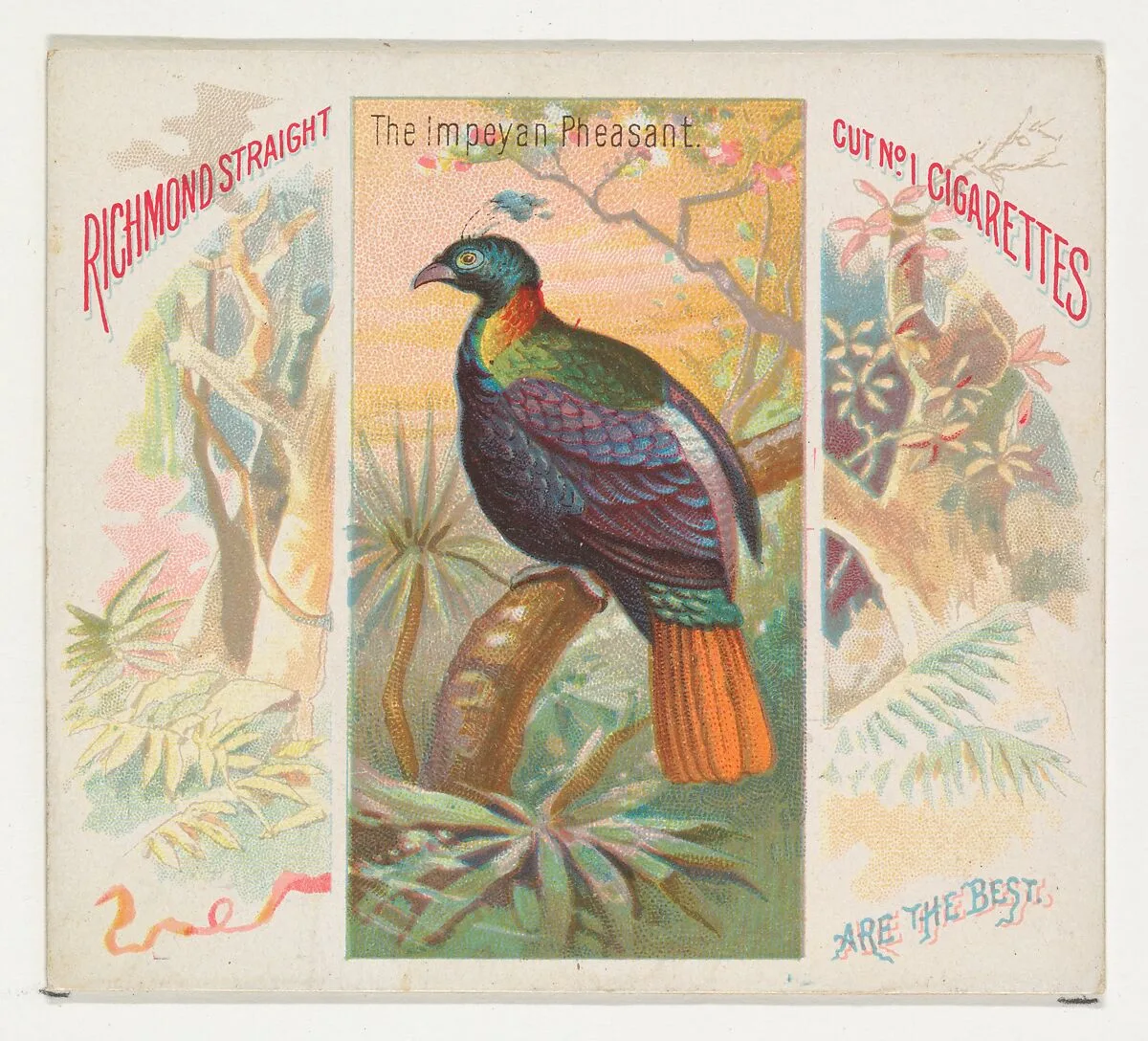 The Impeyan Pheasant, from Birds of the Tropics series (N38) for Allen & Ginter Cigarettes — Allen & Ginter|George S. Harris & Sons