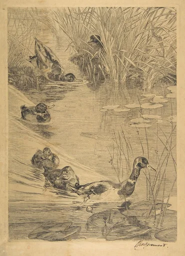 Ébats de canards