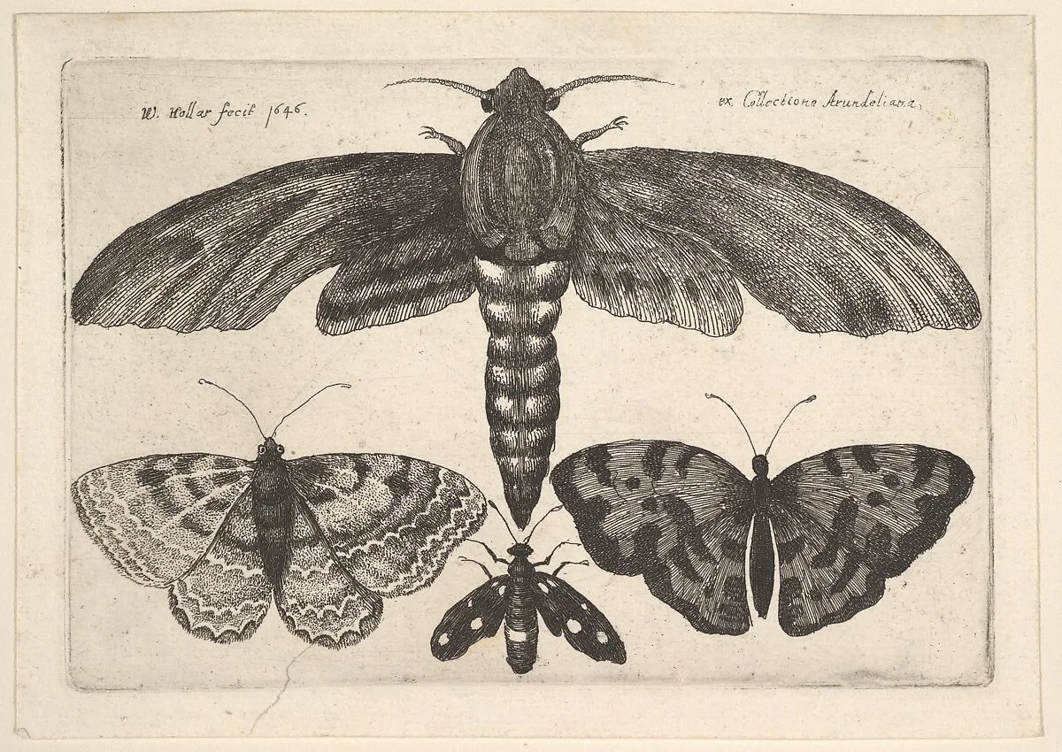 Moth and three butterflies — Wenceslaus Hollar