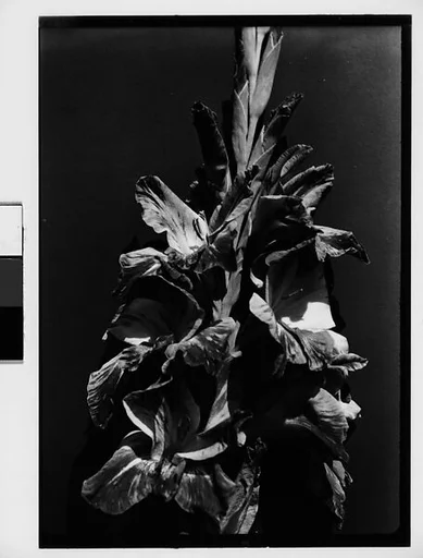 [Gladiola in Front of Backdrop, Darien, Connecticut]