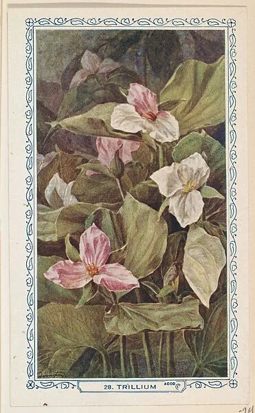 28. Trillium, bakery insert card from the Flower Pictures series (D36), issued by the Freihofer Baking Company — Freihofer Baking Company