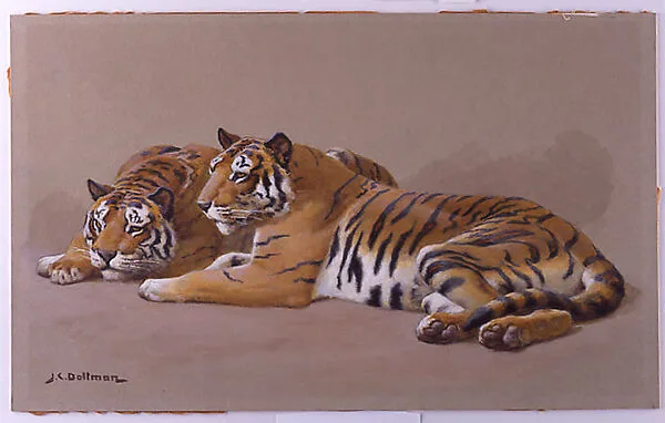 Tiger Studies — John Charles Dollman