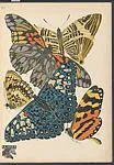 Papillons, Pl. 3 — Tolmer Editeur|Emile-Allain Séguy