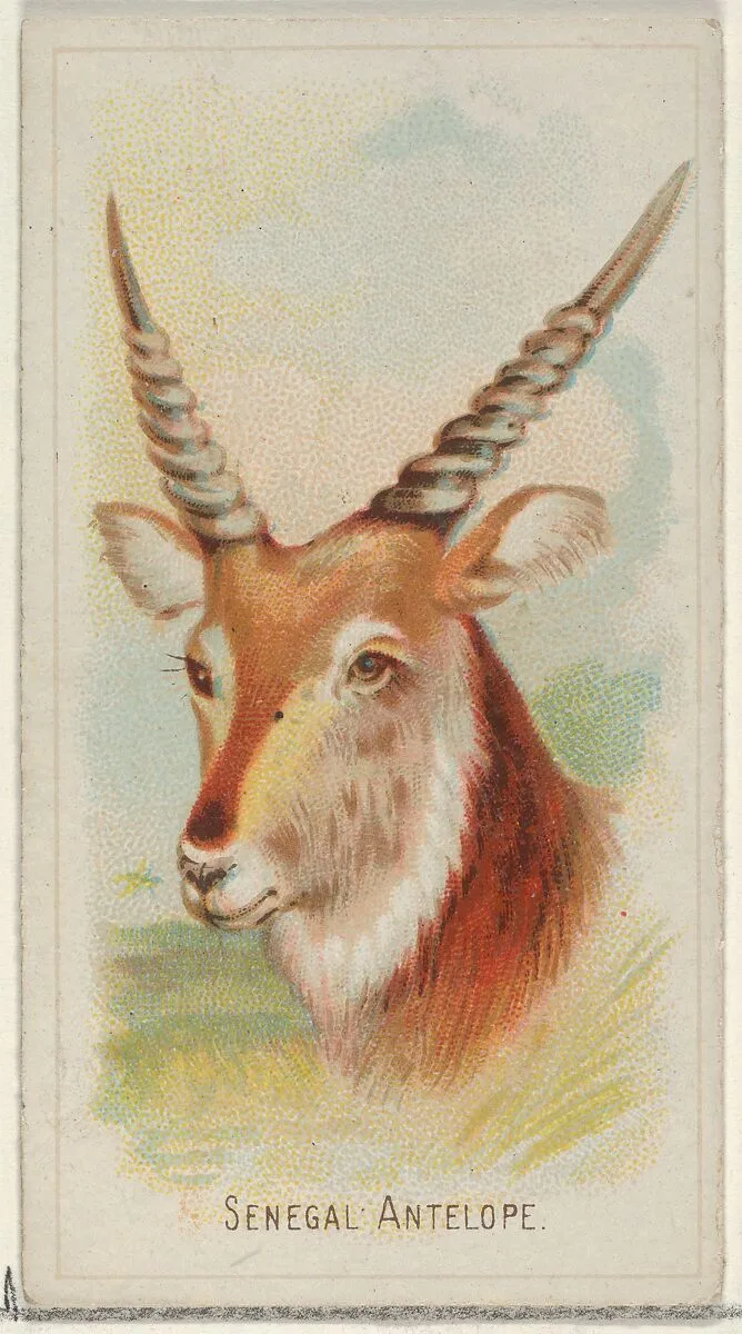 Senegal Antelope, from the Wild Animals of the World series (N25) for Allen & Ginter Cigarettes — Allen & Ginter|George S. Harris & Sons