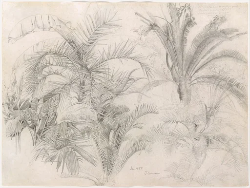 Palms