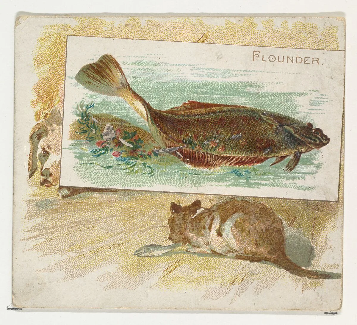 Flounder, from Fish from American Waters series (N39) for Allen & Ginter Cigarettes — Allen & Ginter|Lindner, Eddy & Claus