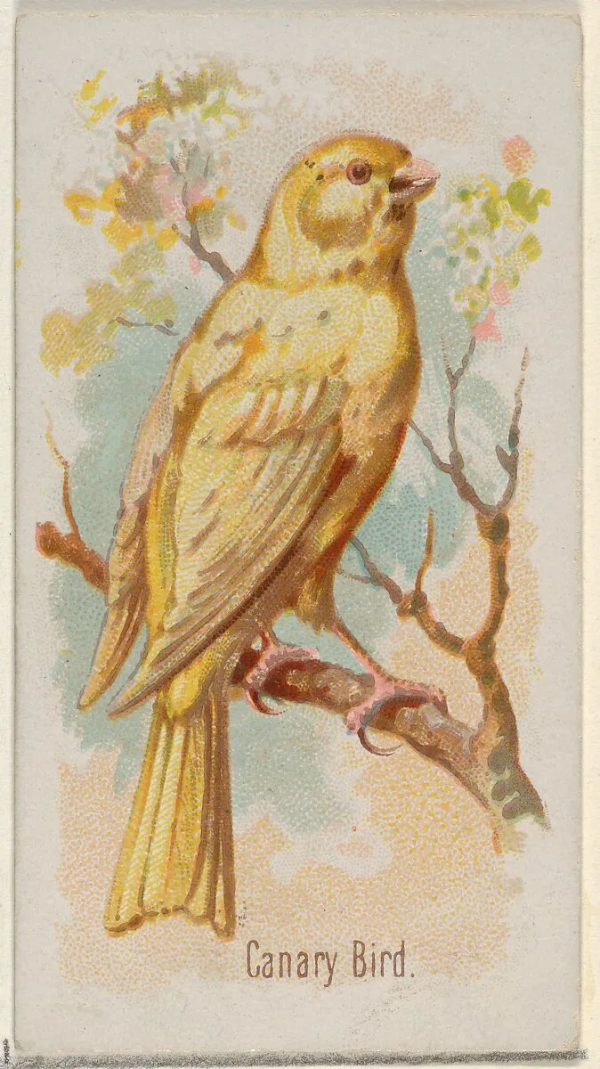 Canary Bird, from the Song Birds of the World series (N23) for Allen & Ginter Cigarettes — George S. Harris & Sons|Allen & Ginter