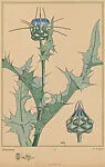 Chardons (Thistles), pl. 13 — A. Calavas|Emile-Allain Séguy