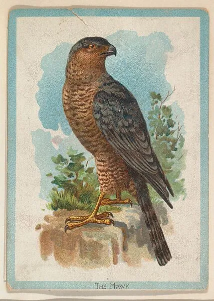 The Hawk, collector card from the Birds and Animals series (D15), issued by the Schulze Baking Company — Schulze Baking Company