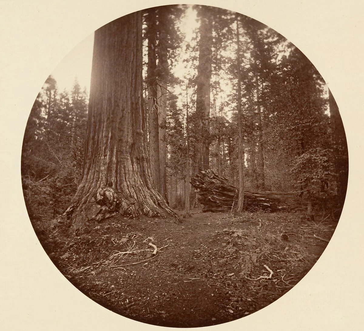 The Father of the Forest - C. Grove — Carleton E. Watkins