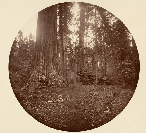 The Father of the Forest - C. Grove