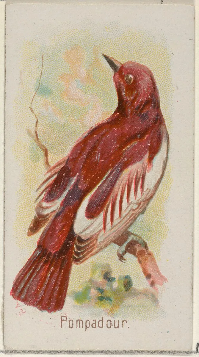 Pompadour, from the Song Birds of the World series (N23) for Allen & Ginter Cigarettes — George S. Harris & Sons|Allen & Ginter