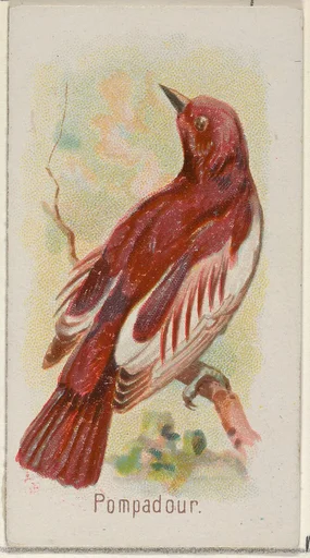Pompadour, from the Song Birds of the World series (N23) for Allen & Ginter Cigarettes