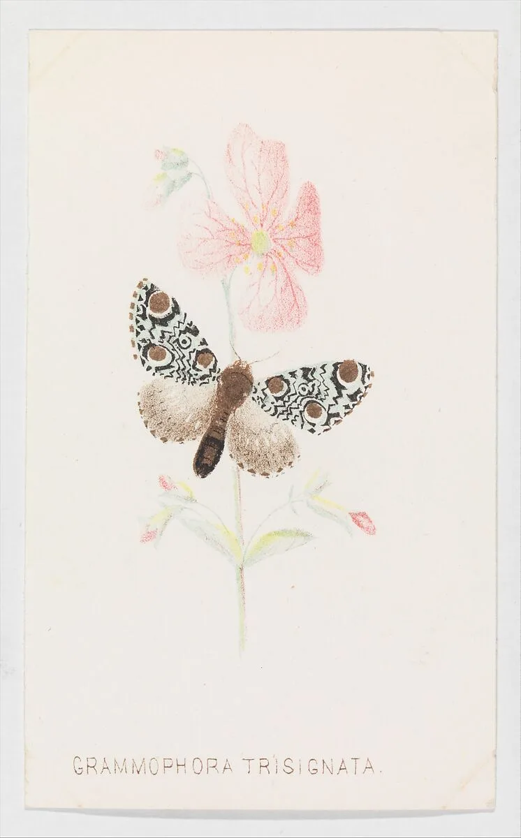 Grammophora Trisignata from The Butterflies and Moths of America Part 4 — Louis Prang & Co.
