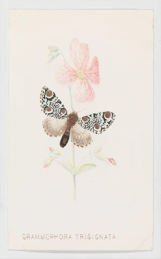 Grammophora Trisignata from The Butterflies and Moths of America Part 4