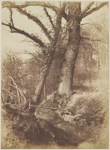[Trees]