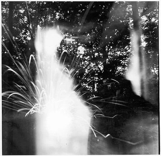[Light Abstraction in Forest]