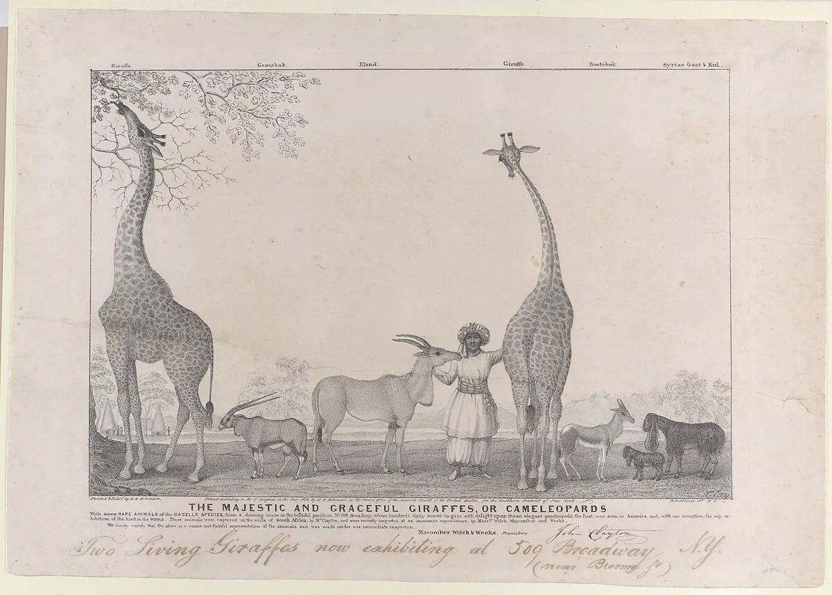 The Majestic and Graceful Giraffes, or Cameleopards, with some Rare Animals of the Gazelle Species — Edward Williams Clay|Henry R. Robinson