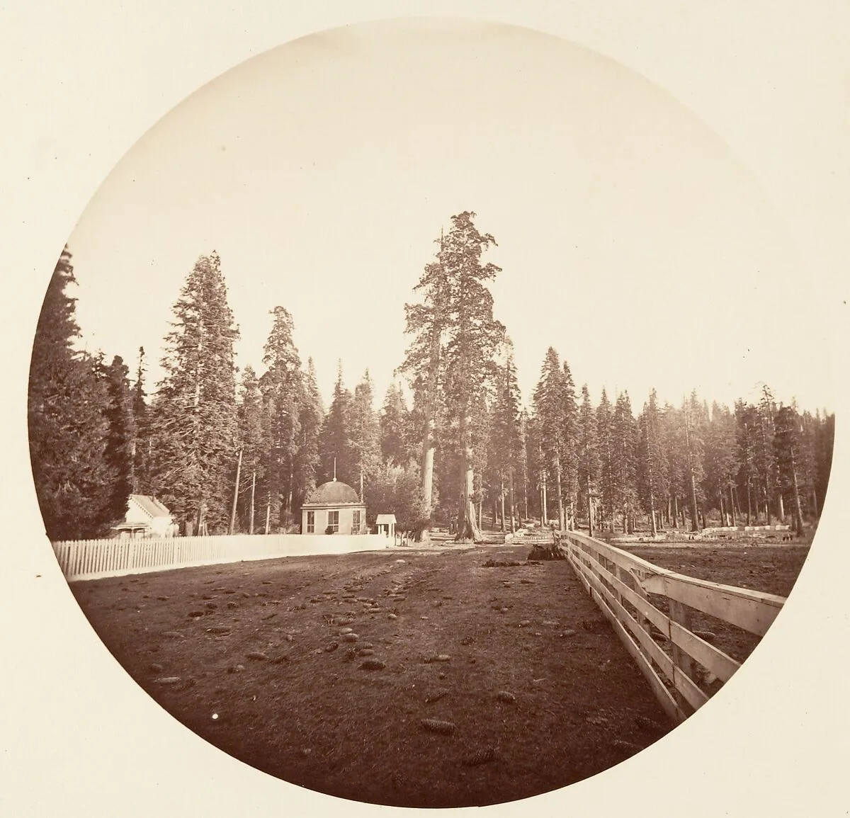 The Sentinels. C. Grove — Carleton E. Watkins