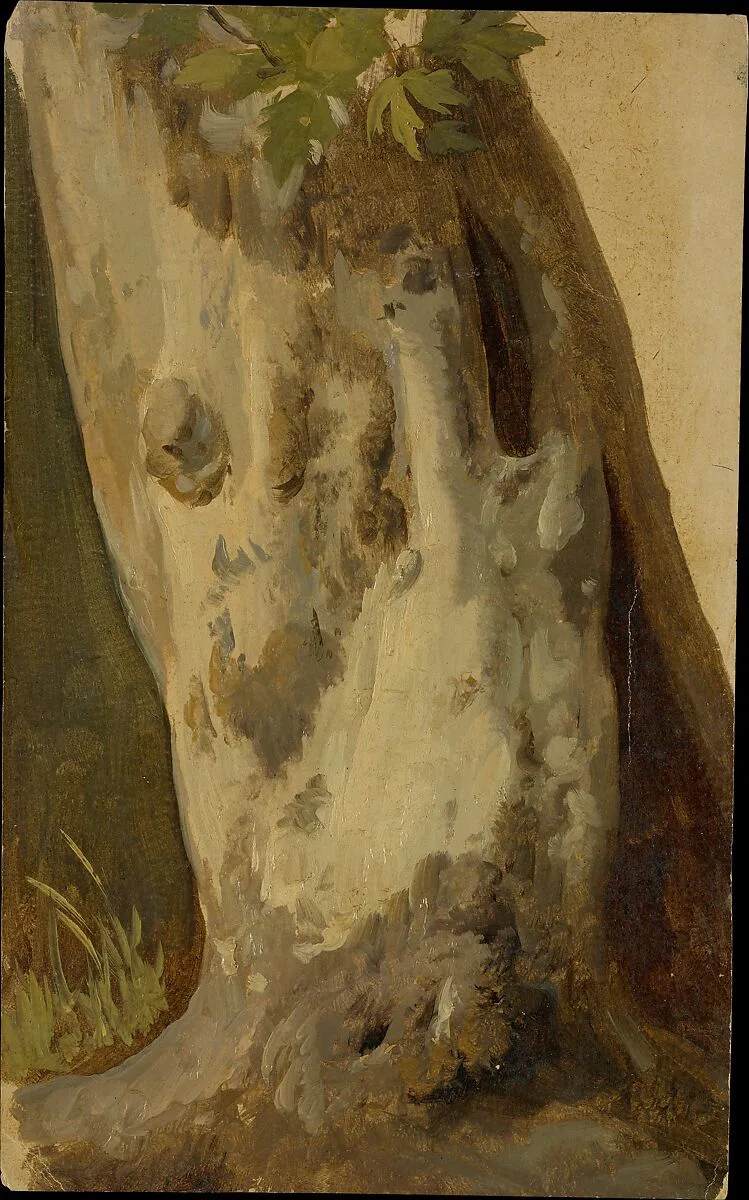 Plane Tree — Simon Denis