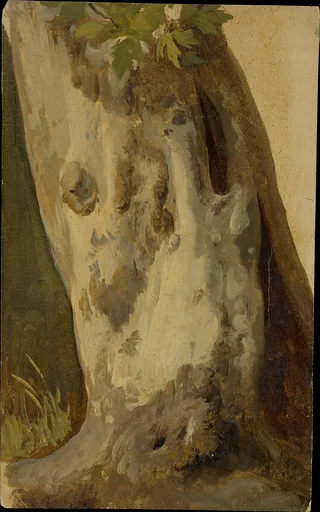 Plane Tree