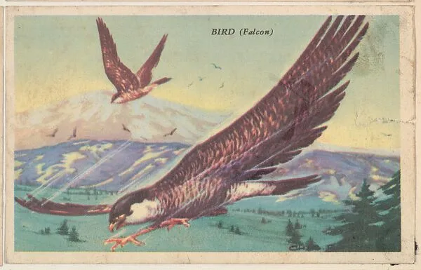 Bird (Falcon), bakery card from the California Bird Pictures series (D39-2), issued by the Gordon Bread Company — Gordon Bread Company
