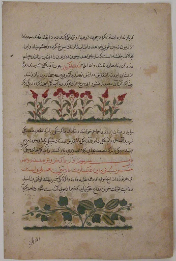 "Purple Amaranth and Watermelon", Folio from a Dispersed Nuzhatnama-i ‘Ala’i of Shahmardan ibn Abi’l Khayr