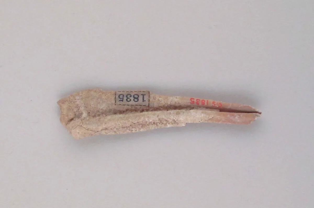 Tooth of an Ox — Unknown