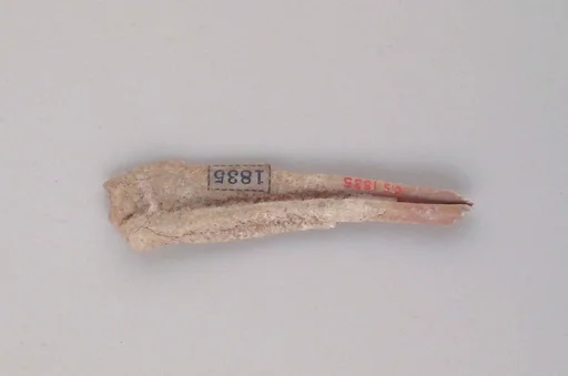 Tooth of an Ox