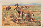 Sioux from Indians of the U. S. A. Educational Pictures (W608-3) — Unknown