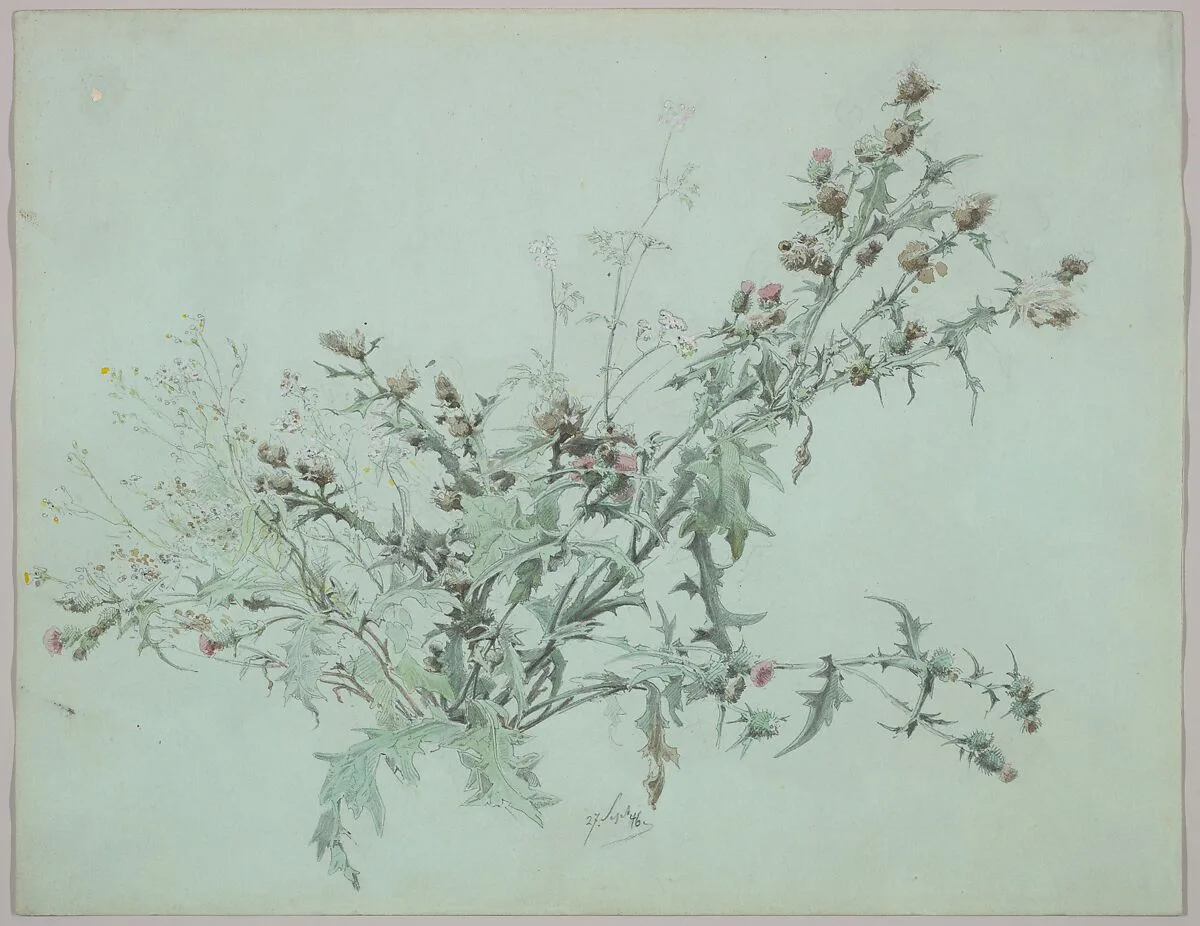 Study of a Flowering Thistle — Carl Georg Anton Graeb