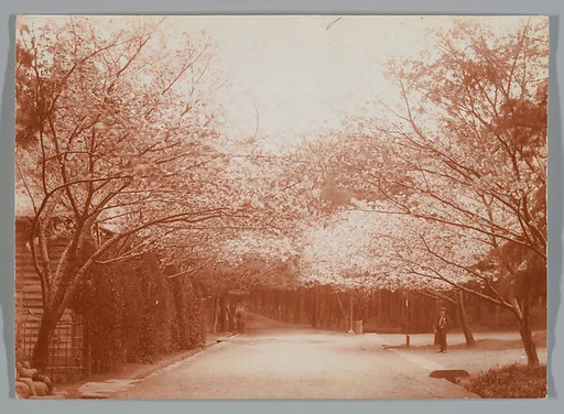 [Street Lined with Cherry Trees]