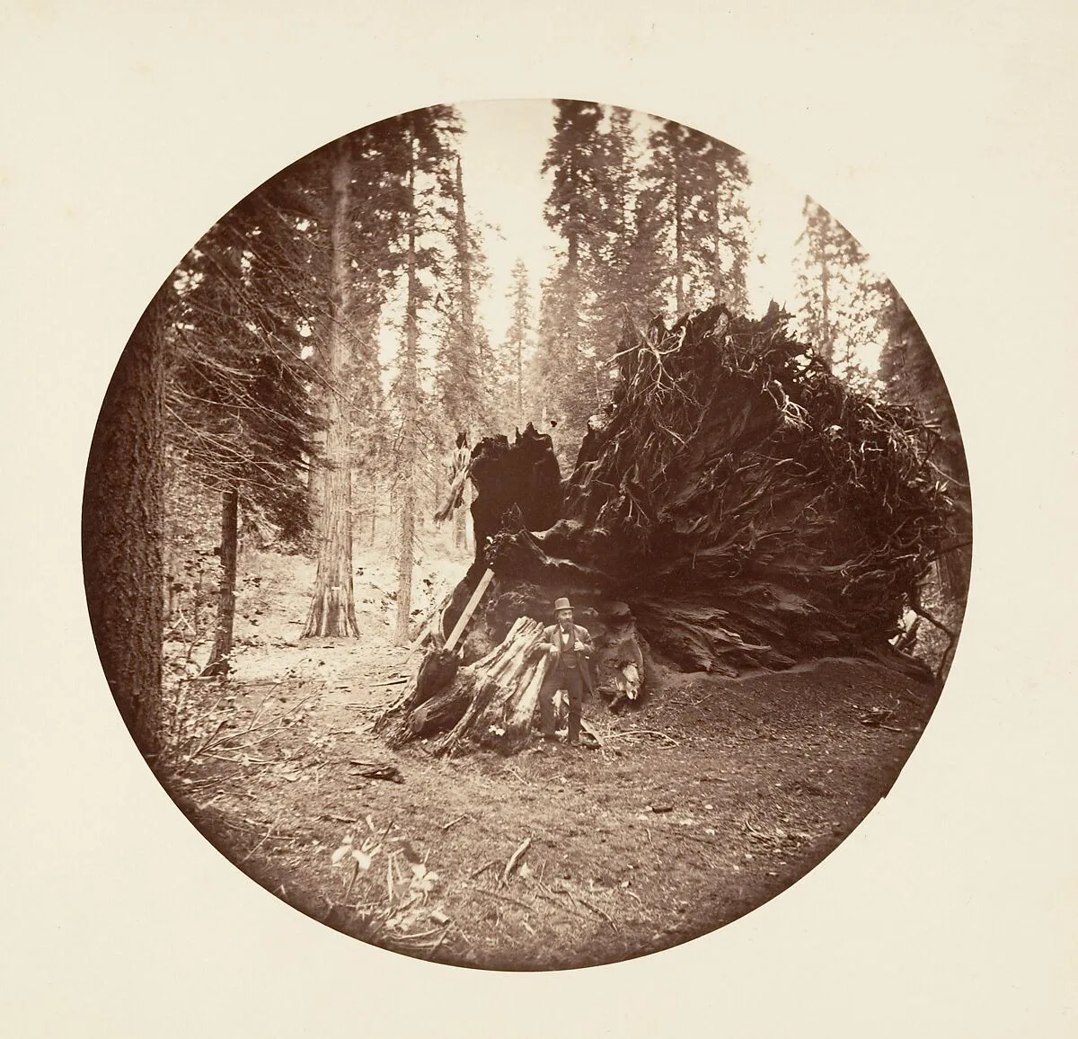 Eagle's Wing - Calaveras Grove — Carleton E. Watkins