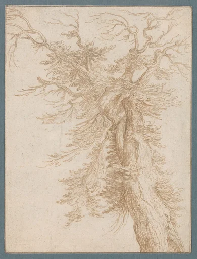 Study of a Tree