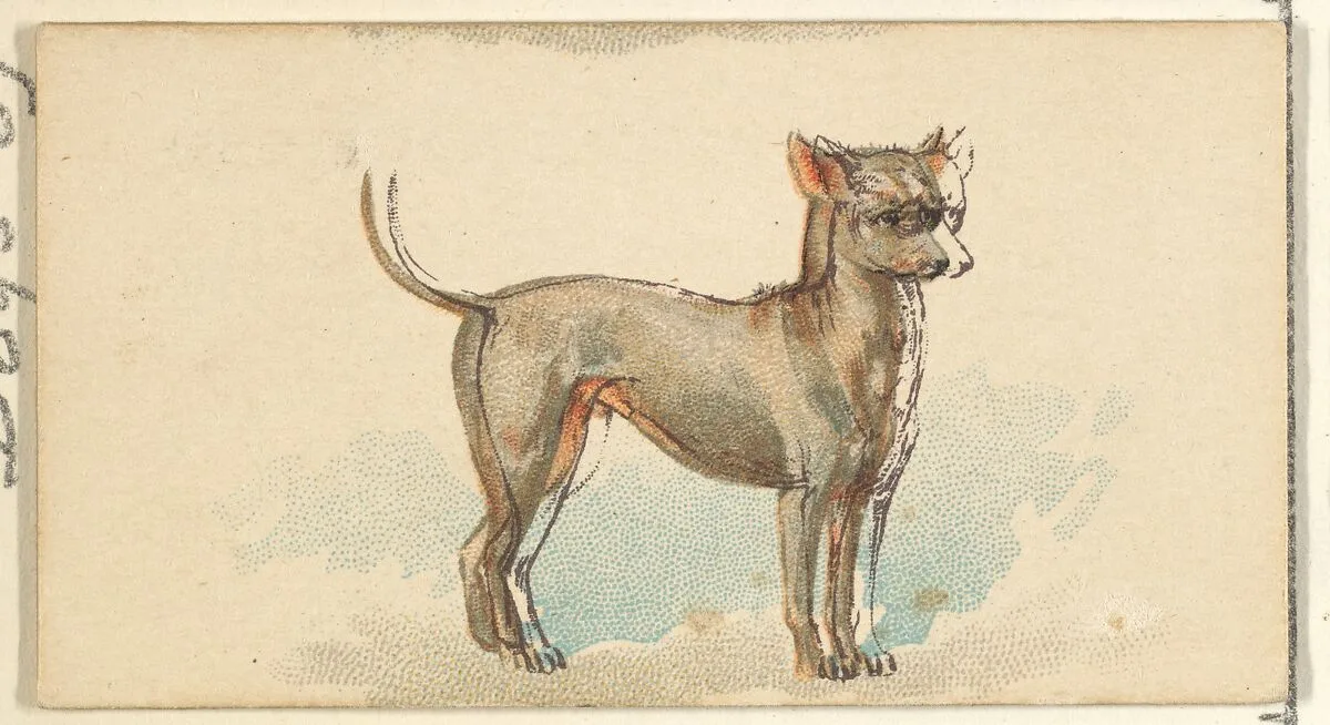 Mexican Hairless, from the Dogs of the World series for Old Judge Cigarettes — Goodwin & Company