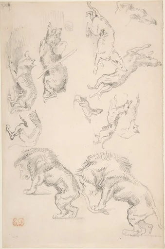 Studies of Animals