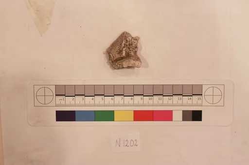 Stucco Fragment