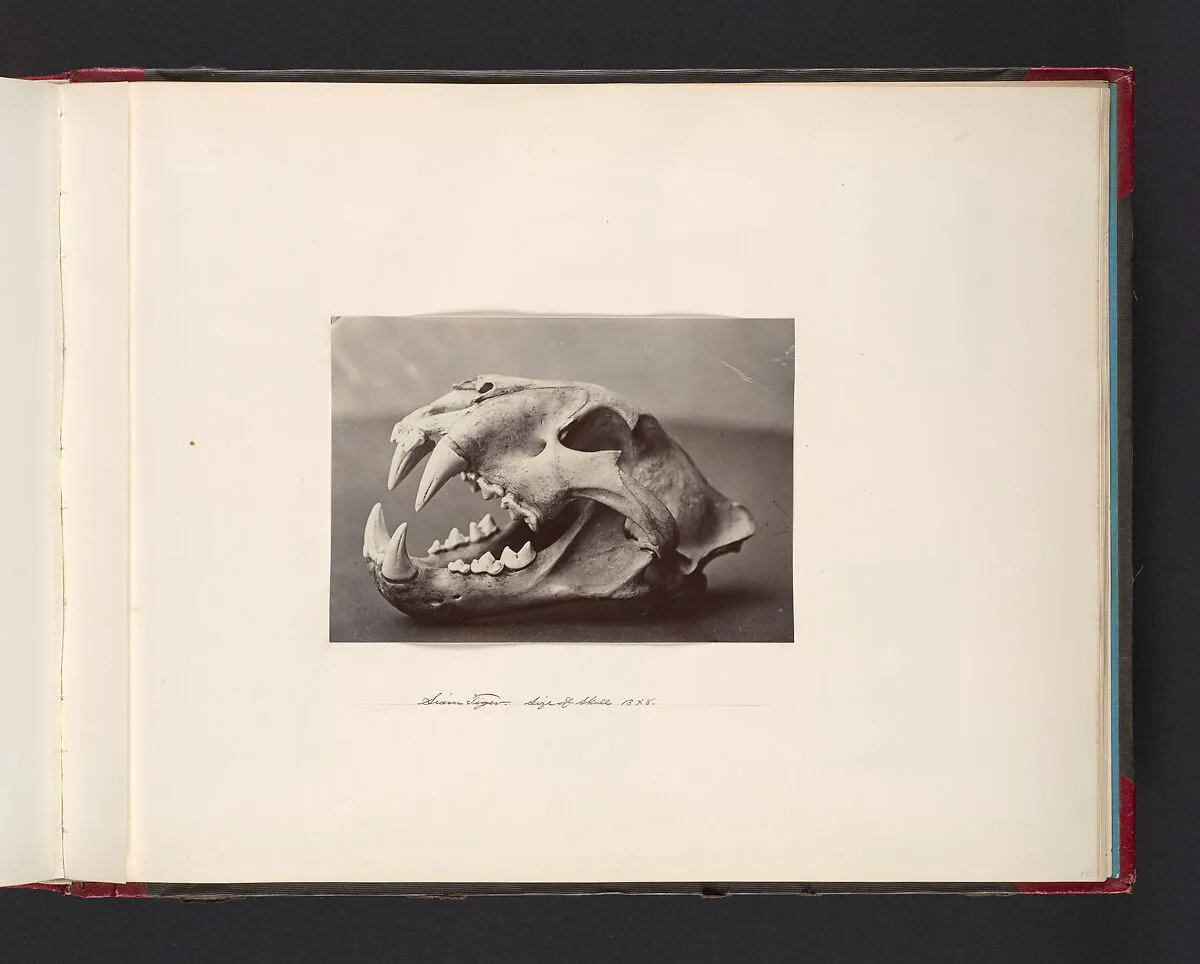 Siam Tiger. Size of Skull 13x8 — John Thomson