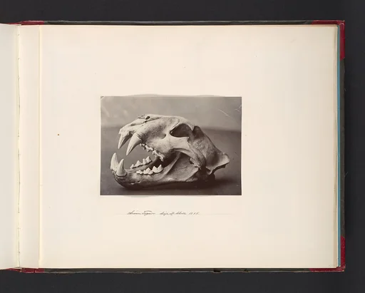 Siam Tiger. Size of Skull 13x8