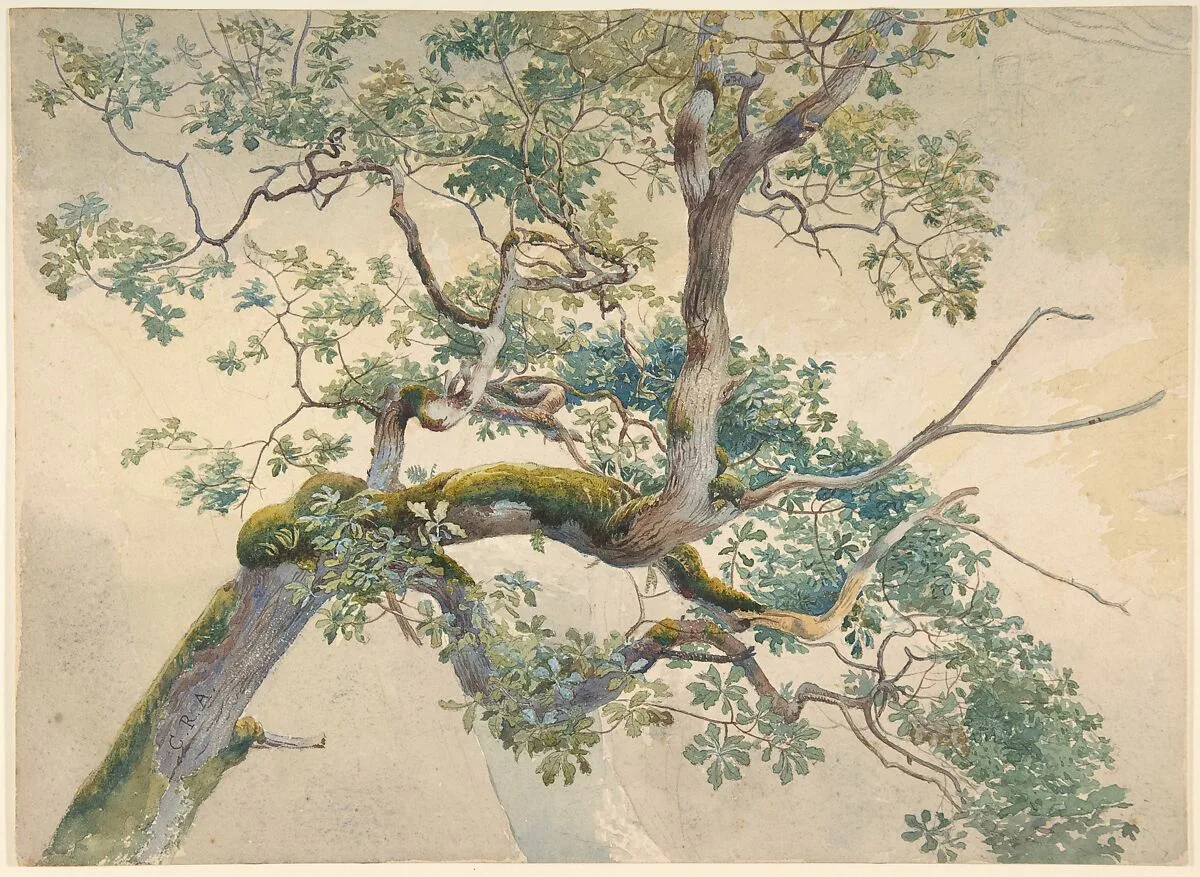Tree Branches — Charles Reginald Aston