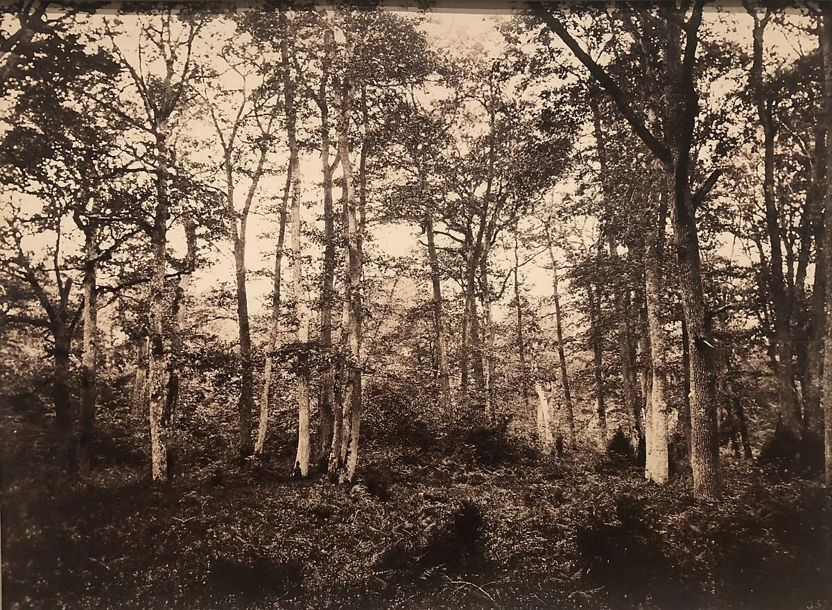Near the Bodmer Oak, Fontainebleau — Eugène Cuvelier