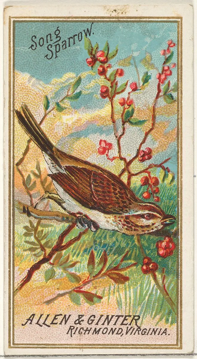 Song Sparrow, from the Birds of America series (N4) for Allen & Ginter Cigarettes Brands — Allen & Ginter
