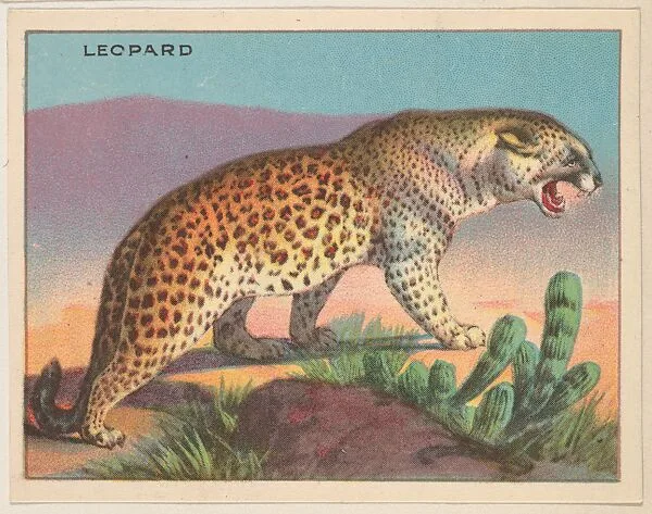 Leopard, collector card from the Animals series (D9), issued by the Weber Baking Company to promote Onist Milk and Pullman Bread — Weber Baking Company