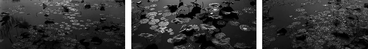 Untitled — Lois Conner