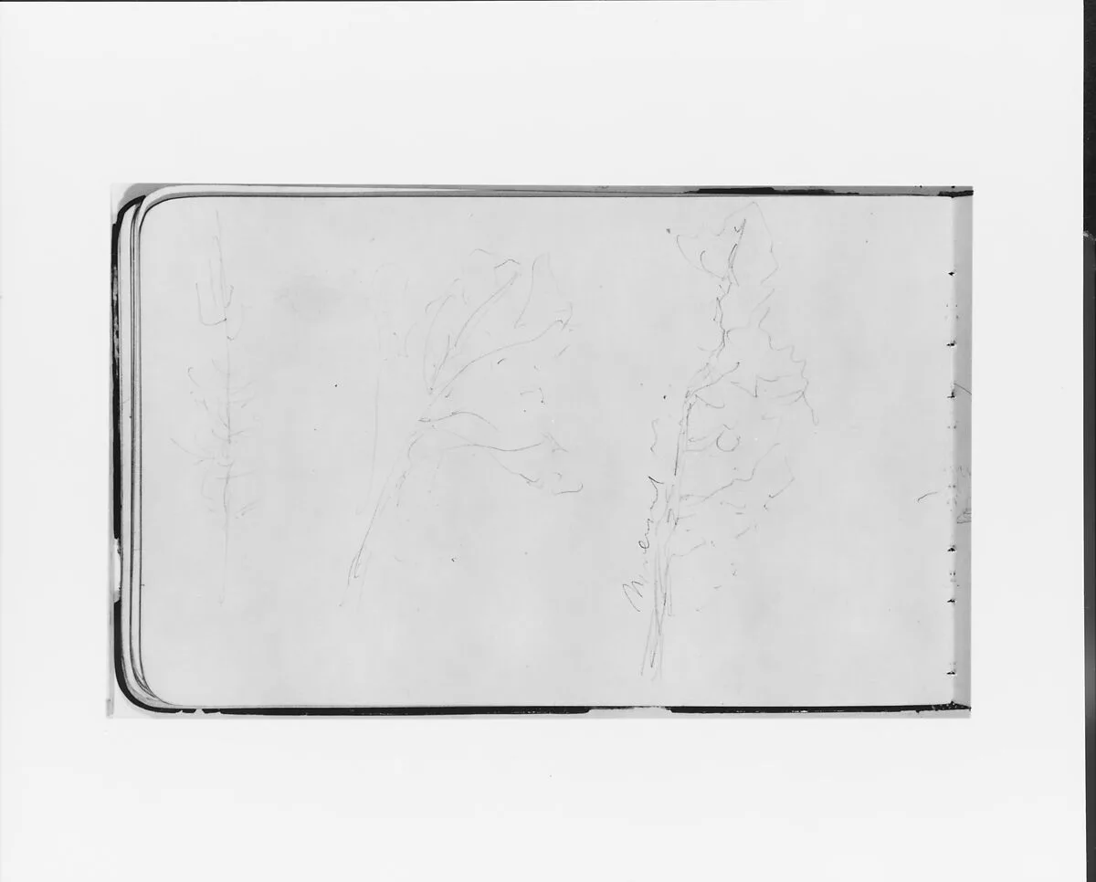 Sketches of Three Trees (from Sketchbook) — Albert Bierstadt