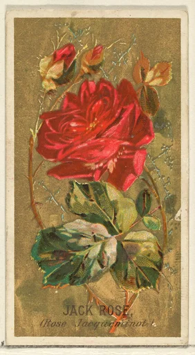Jack Rose (Rose Jacqueminot), from the Flowers series for Old Judge Cigarettes
