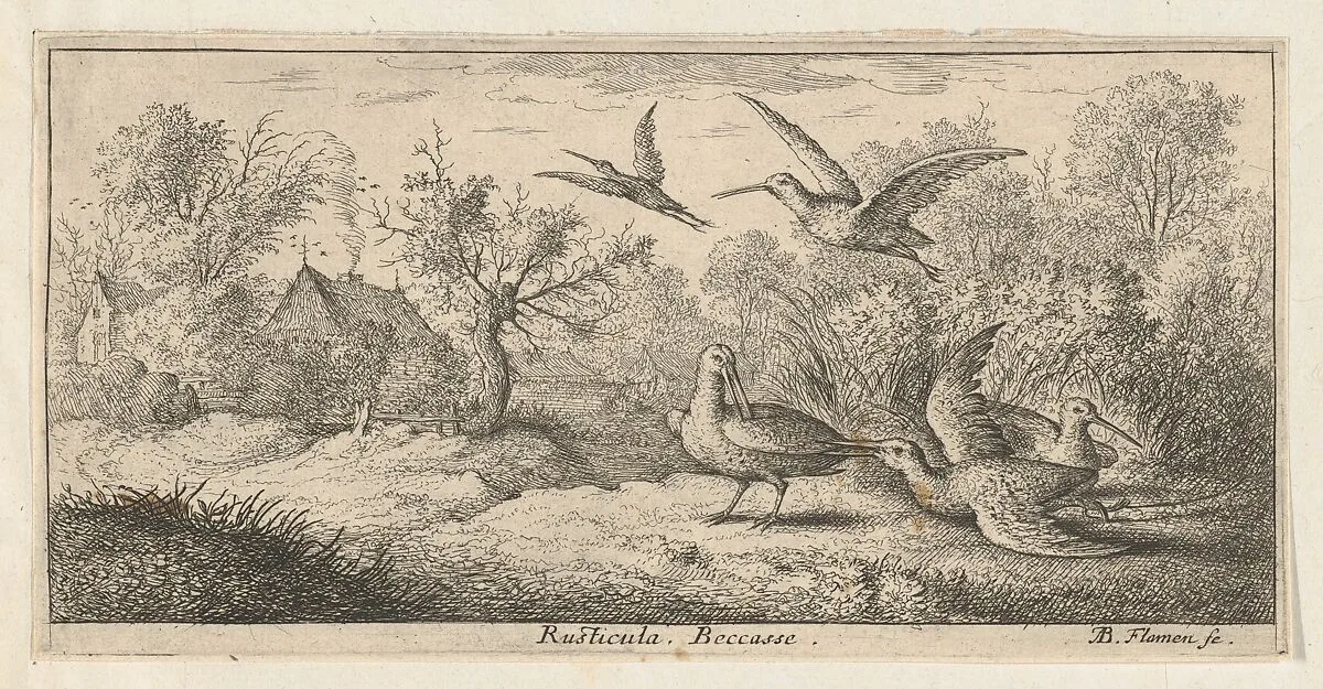 Rusticula, Beccasse (The Woodcock), from "Livre d'Oyseaux" (Book of Birds) — Albert Flamen